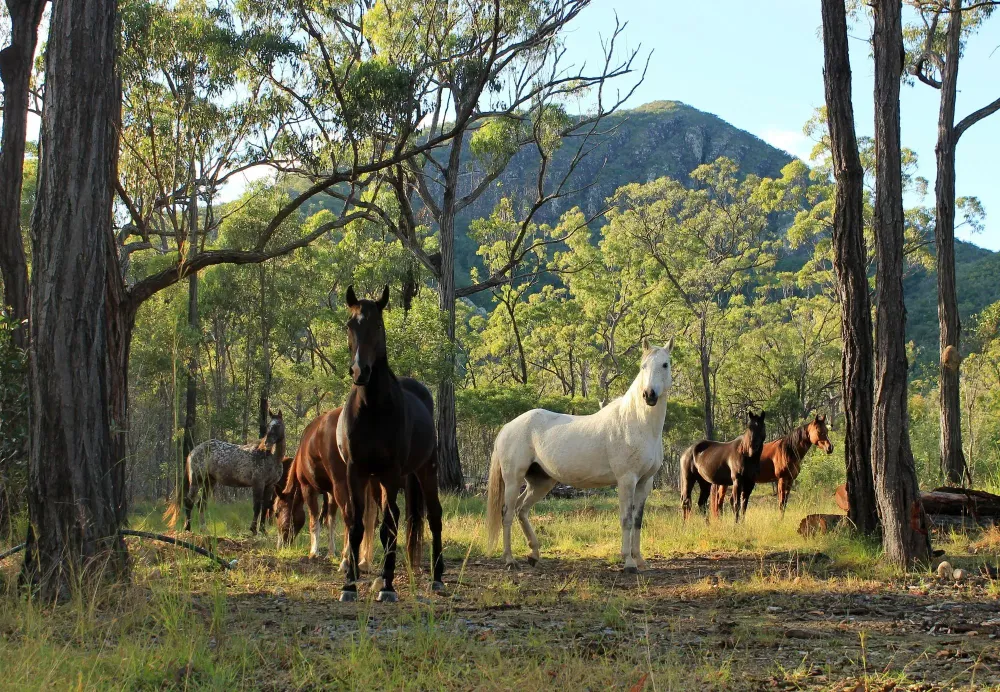 Things to Do in Rockhampton